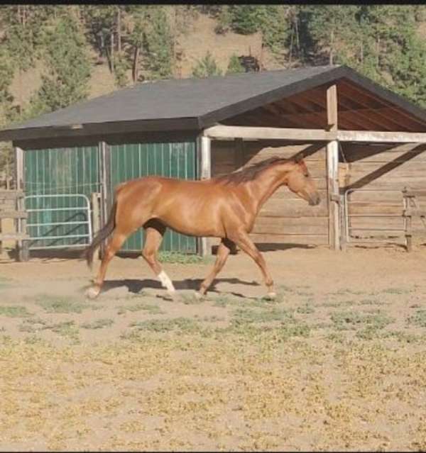 walking-warmblood-horse