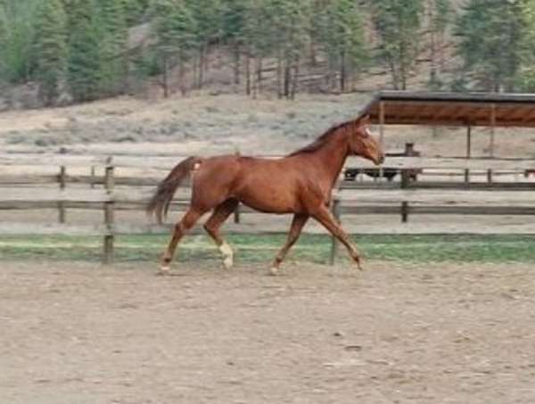 friendly-filly-mare