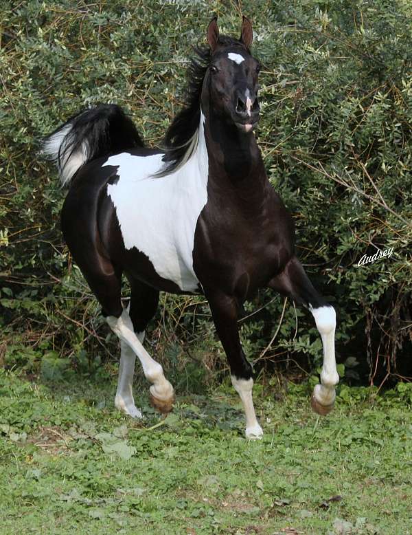 pinto-half-arabian-half-arabian-horse