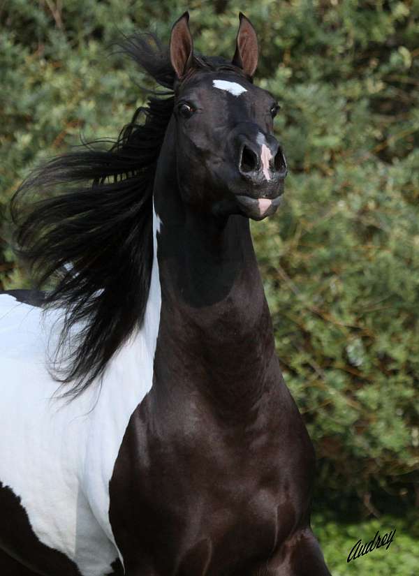 beatiful-arabian-horse