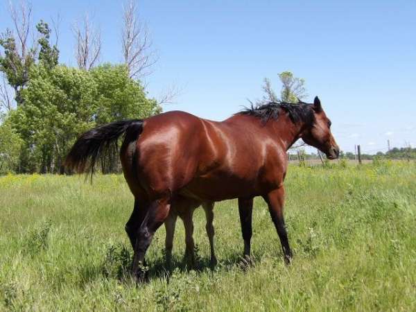 invest-your-bucks-quarter-horse