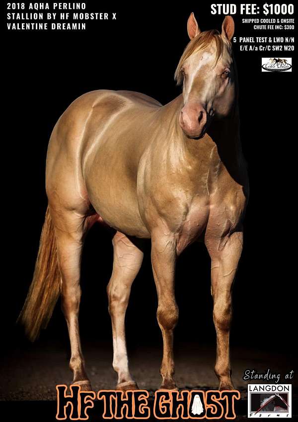 perlino-vaquero-horse