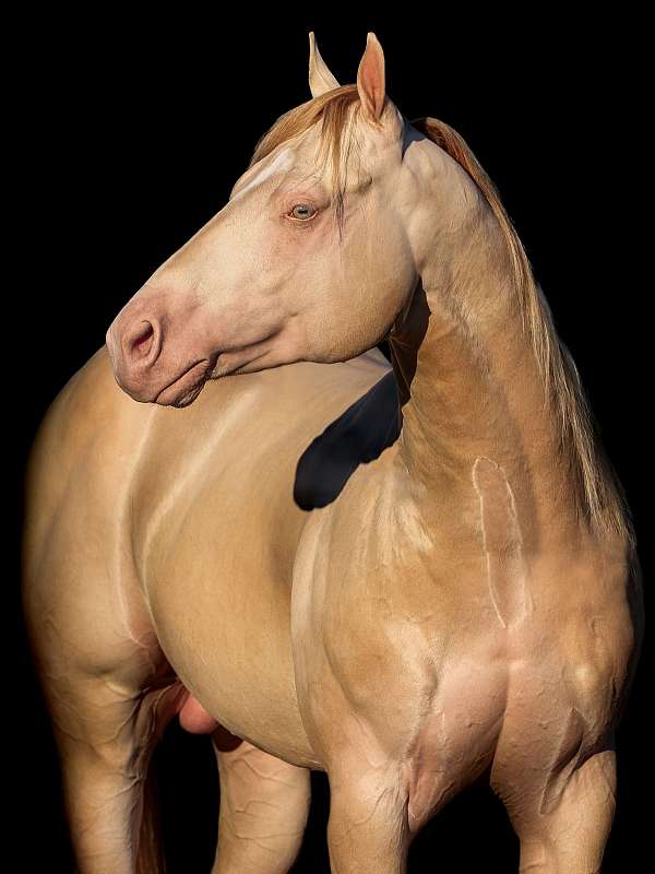 adults-stallion