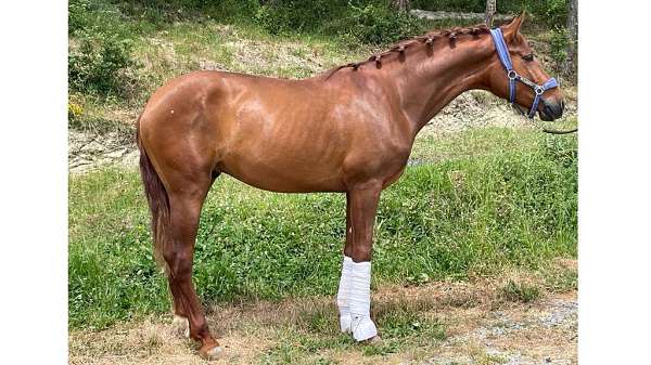 chestnut-andalusian-iberian-horse
