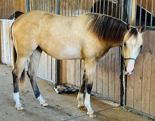 white-athletic-breeding-horse