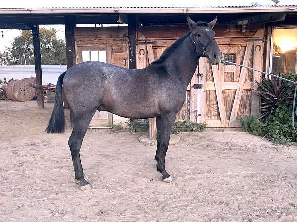 picks-up-all-four-feet-andalusian-horse
