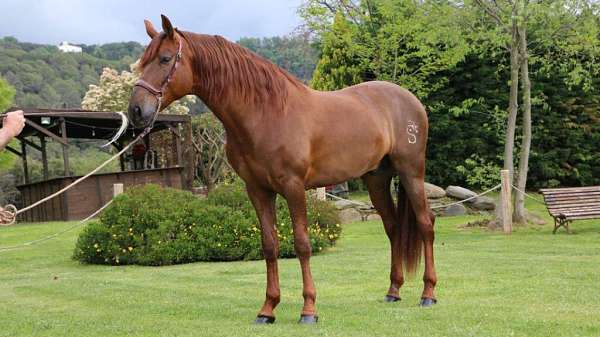 companion-stallion-andalusian-horse