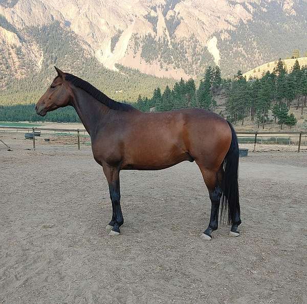 thoroughbred-gelding