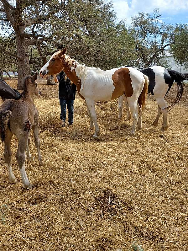 piebald-clydesdale-colt