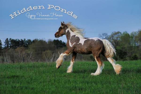 blue-eyed-gypsy-vanner-spotted-horse