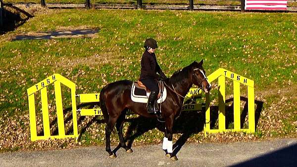 horses-for-sale-thoroughbred