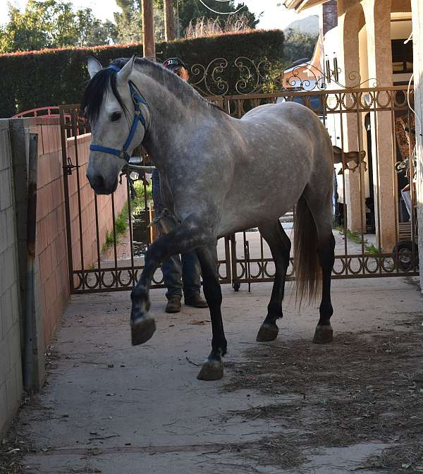 style-andalusian-horse