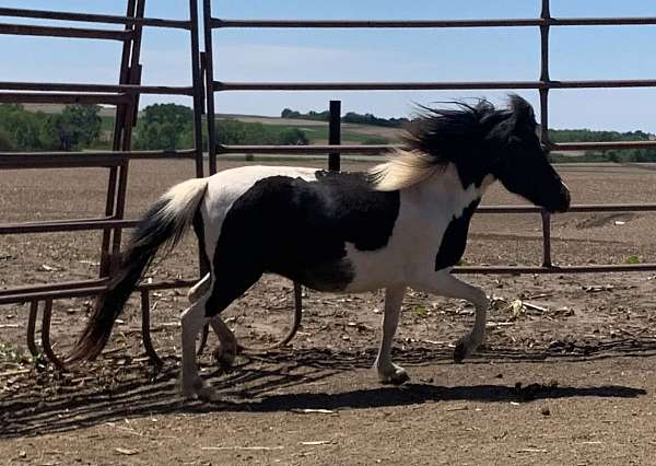 arenosa-shetland-pony