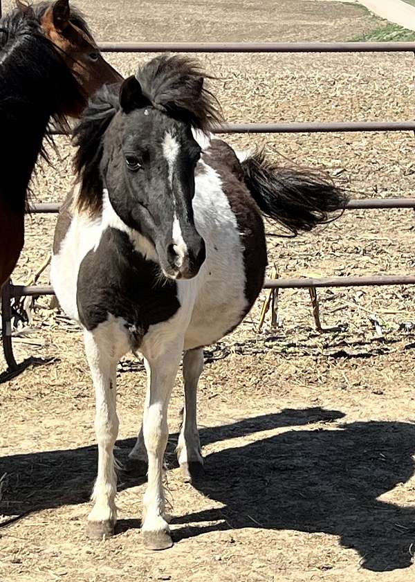 available-shetland-pony