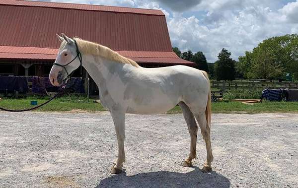 color-producer-irish-draught-horse