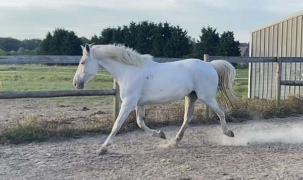 drive-irish-draught-horse