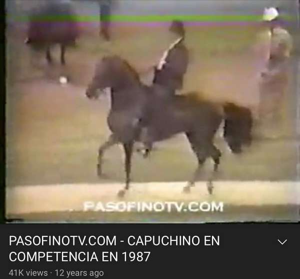 paso-fino-horse