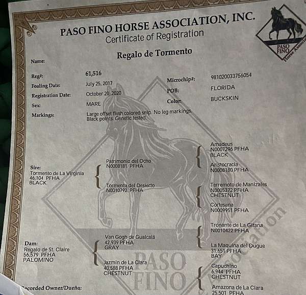 paso-fino-horse-for-sale