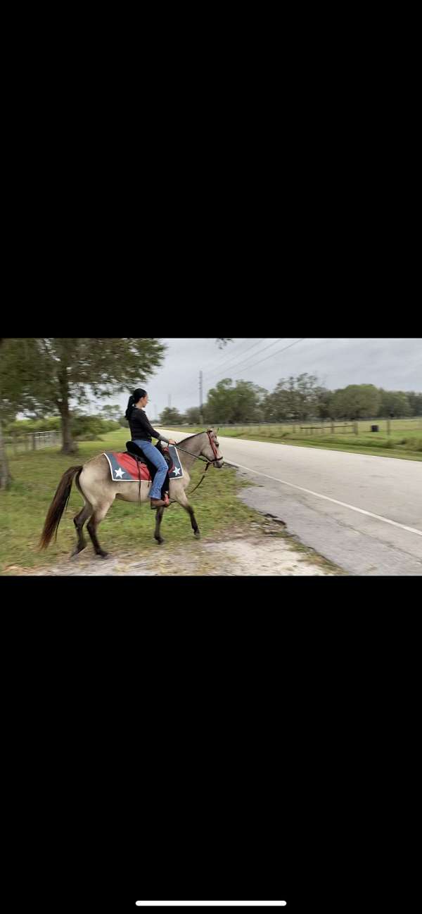 five-year-old-paso-fino-horse