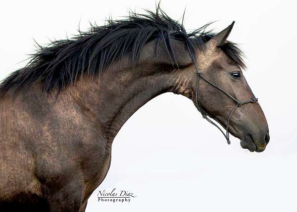 all-around-andalusian-horse