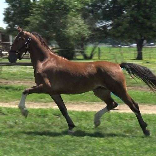 stra-stripe-horse