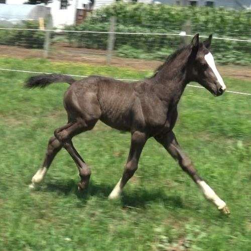 driving-horses-for-sale-colt