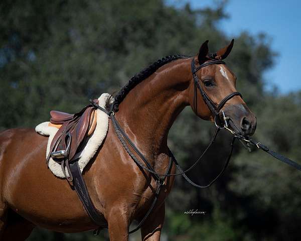 top-notch-arabian-horse