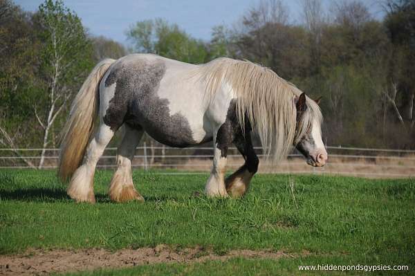 breeding-cutting-gypsy-vanner-horse