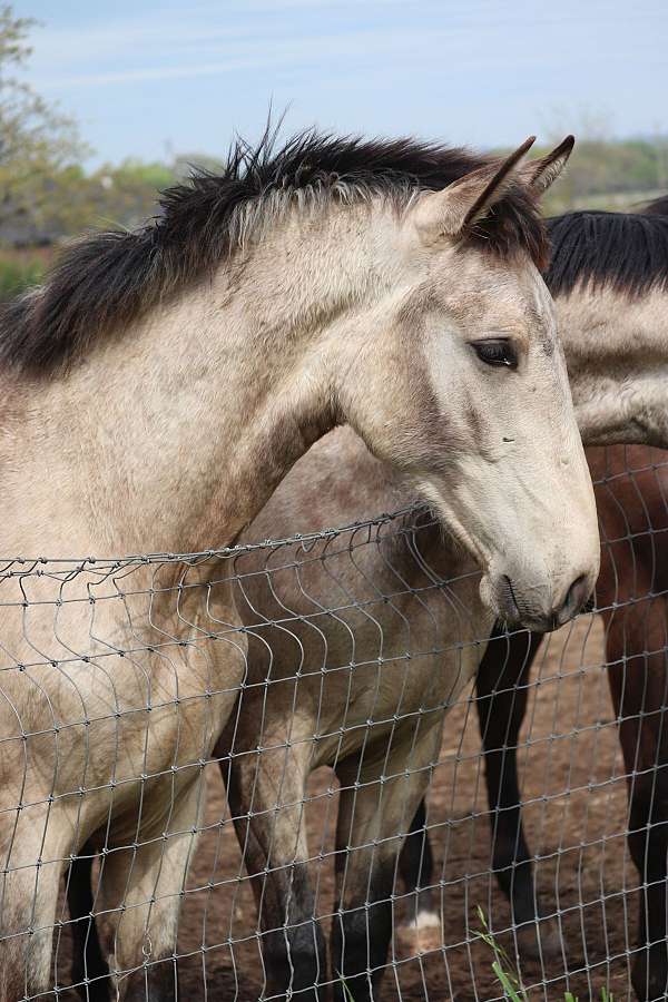 buckskin-star-socks-horse