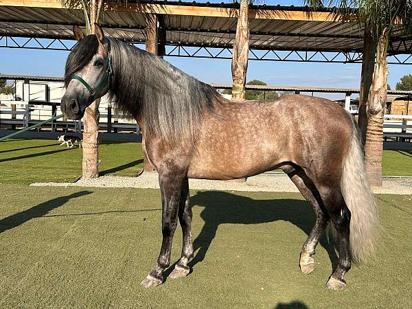 trail-rides-andalusian-horse