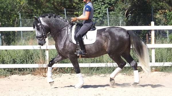 andalusian-horse