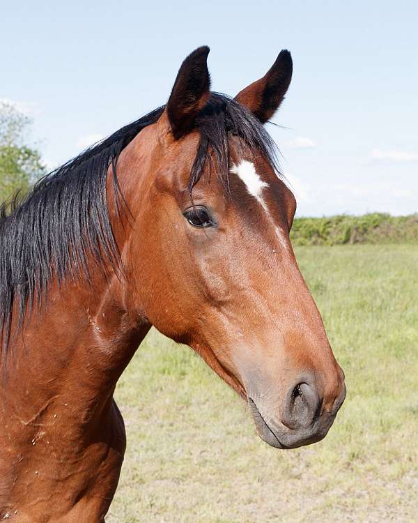 baquero-thoroughbred-horse