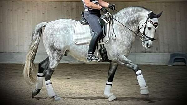 andalusian-thoroughbred-horse