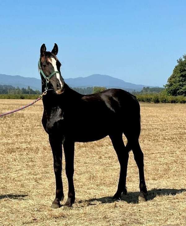 black-friesian-filly