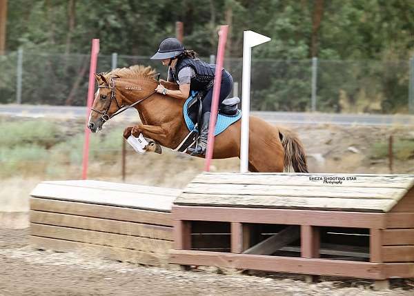 chestnut-snip-left-hind-sock-pony