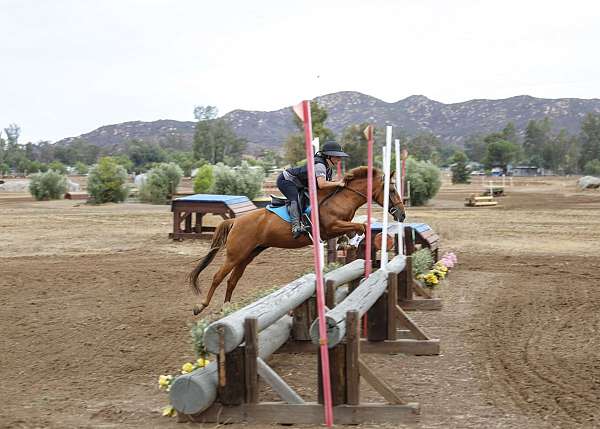 adult-mustang-pony