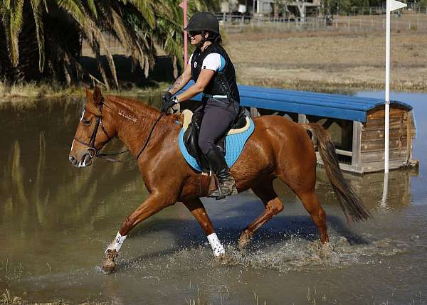 around-mustang-pony