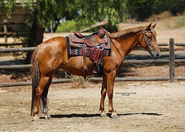 bathes-mustang-pony