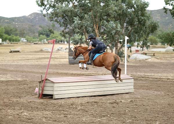 beginner-novice-mustang-pony