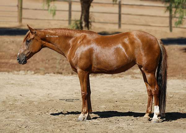 back-mustang-pony