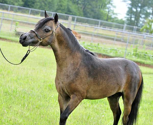 bay-miniature-colt