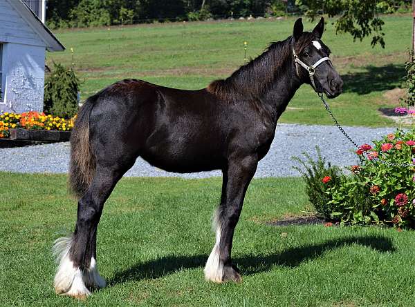 half-sock-left-hind-horse