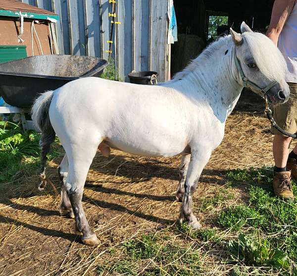 amha-amhr-weanling