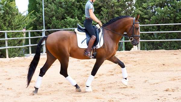 piro-free-andalusian-iberian-horse