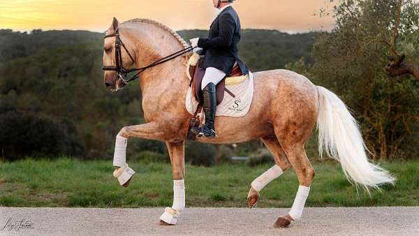 palomino-iberian-horse