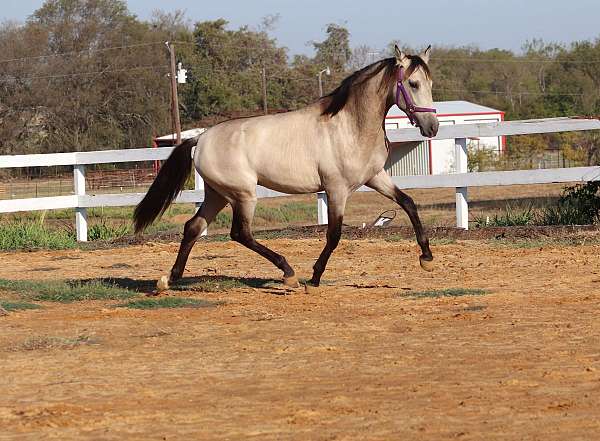 calificado-andalusian-horse