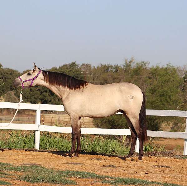 rancho-armendariz-andalusian-horse