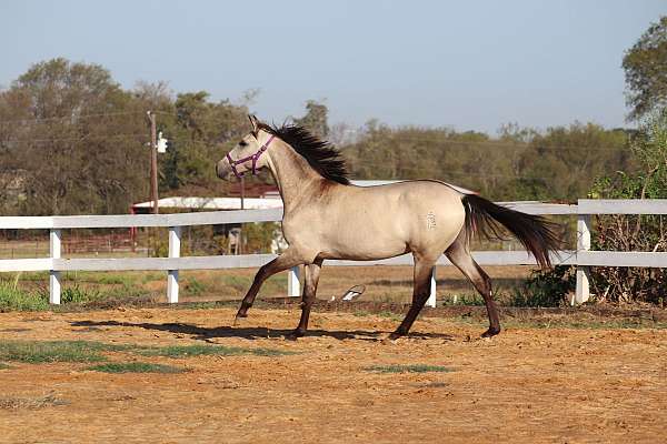 feria-del-caballo-andalusian-horse