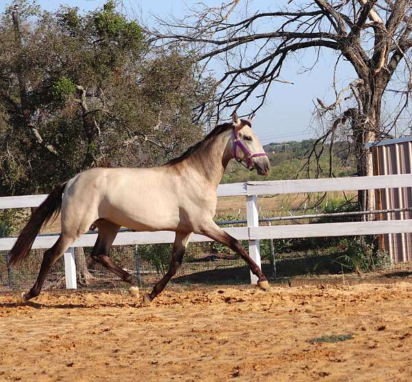 perfect-conformation-andalusian-horse