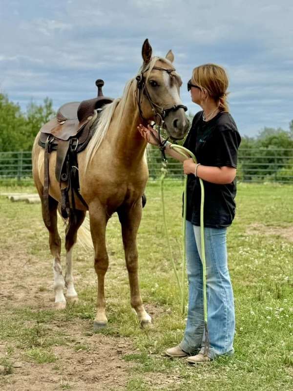 palomino-gym-horse